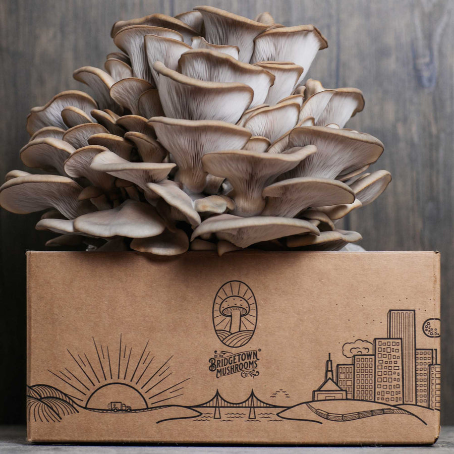 Mushroom Grow Kits - by Bridgetown Mushrooms D5